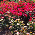 杭州花圃赏月季_5