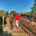 杭州花圃赏月季_0