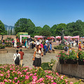 杭州花圃赏月季_3