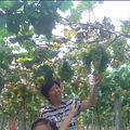 我的葡萄园日记_0