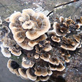 DSC07868.jpg