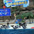 第18期试玩团--免费去极地海洋公园做小小鲸鱼驯养师_0