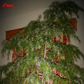 X\'mas tree--_0