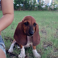 ����Maple, һֻBasset Hound_2