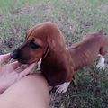 ����Maple, һֻBasset Hound_3