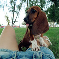 ����Maple, һֻBasset Hound_5