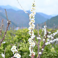 自驾白水洋赏梨花 烧烤 可爱的小萝莉_2