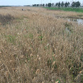 温岭东海塘赏油菜花归来（2014.3.20）_4