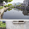 黄岩吉岙河河水发黑有气味 