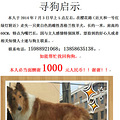 ֽ1000Ѱһֻưɫ
