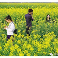 烟花三月去踏青 细数3月黄岩旅游圣地_0