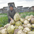温岭城南上百万斤大头菜滞销 8分钱一斤
