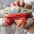 三门青蟹也有良心绳子_1