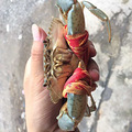 三门青蟹也有良心绳子_2