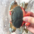 三门青蟹也有良心绳子_3