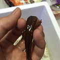 大家看下这个是娃娃鱼还是蝾螈还是小鲵啊？_4