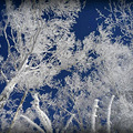 12月-1月 北国的冬天：哈尔滨-雪谷-雪乡5天行约伴（有领队费）_3