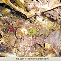 婚宴“大菜”牛头里吃出牛粪？
