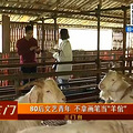 三门一80后文艺青年 不拿画笔当“羊倌”