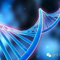��ο�����Ҷ����޴����������6�꣬ͨ��DNA�ȶ����ڳɹ��ؼ�
