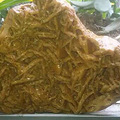 疯狂的石头，天台欢岙水库捡到宝！一块金色石头有人出价上千元