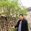 三门老汉种了株树，有人出10万，却不舍得卖……