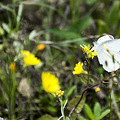 蝴蝶与花_5