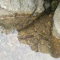 野生娃娃鱼我在深山小涧里发现的
