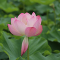 一朵小花儿_5