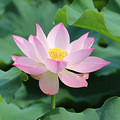 一朵小花儿_4