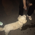 寻找狗主人 白色比熊_0