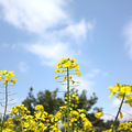 南城蔡家洋油菜花_0