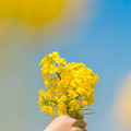 清风徐来，油菜花开_4