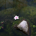 桃花已开