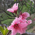 花满衣_0