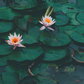 打卡温岭植物园_4