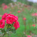 打卡温岭植物园_3