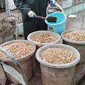 这才是真正的“铲屎官”！台州这位阿姨收养了近700只流浪狗_0