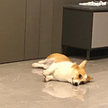 寻狗启示重金酬谢！_1