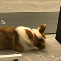 寻狗启示重金酬谢！_2