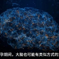 研究证实怀孕会部分重置准妈妈大脑