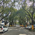枫南，想说离开你不容易_4