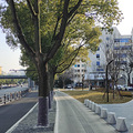 枫南，想说离开你不容易_1