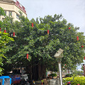 今天去福建，乘轻轨S1享受半价。_4