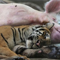 老虎/无奇不有！泰国动物园老虎和猪互相哺乳亲如家人