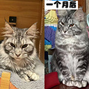 ���ﻨ��������ͼ