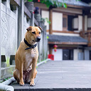 ��ɽ��ˮ��ѡ