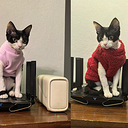 ��ҳ�ֲ���¼