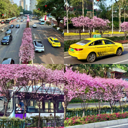 ���ó��ֲ�ͼ��