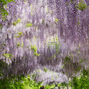 ��ɽ��ˮ��ѡ